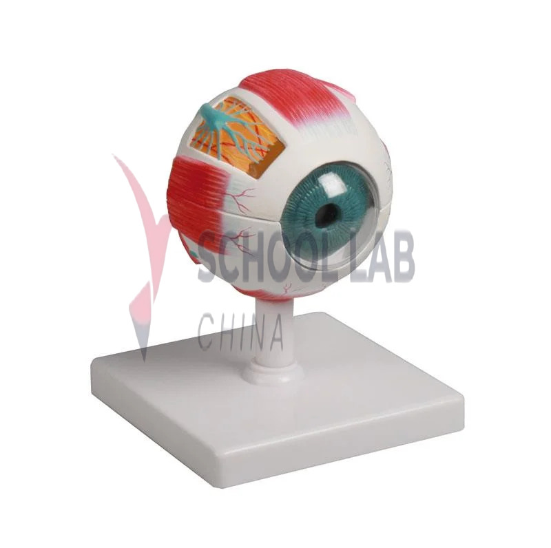 3B Scientific Human Eye Model - 6 Part